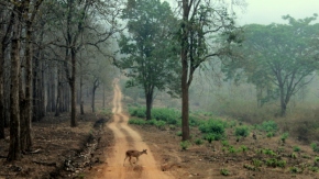 Nagarhole National Park, Kabini
